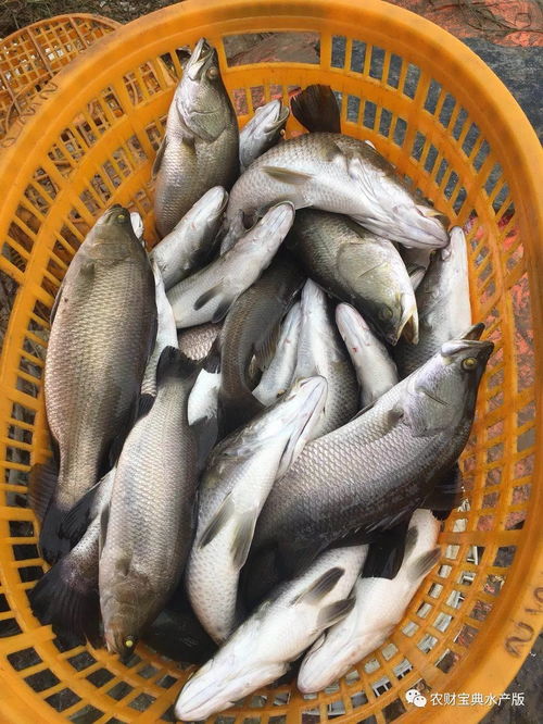 石斑鱼惨跌47元 斤 对虾销量暴跌70 广东水产品价格全线下滑